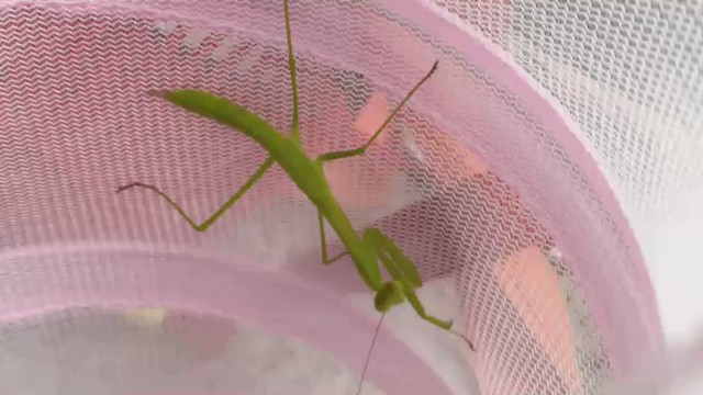 どりーちゃんの配信のサムネイル画像