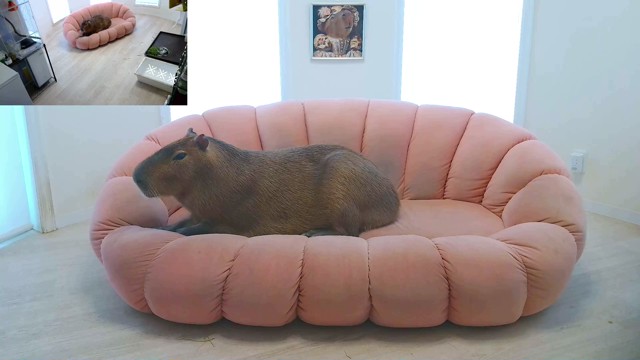 愛知カピバラ飼育養成所の配信のサムネイル画像