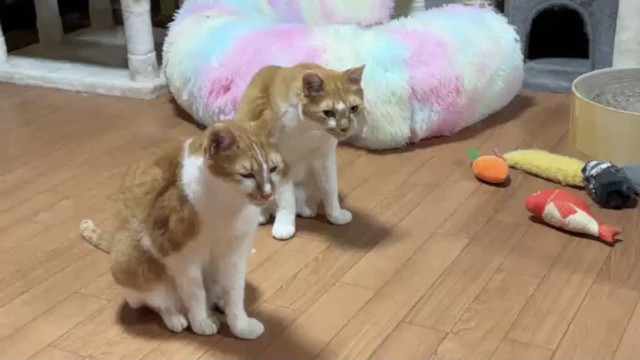 のり ありの配信のサムネイル画像