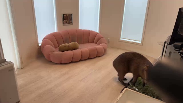 愛知カピバラ飼育養成所の配信のサムネイル画像