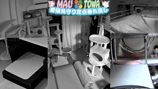 しんく🇷🇺(&マウ🐈&トワ🐈‍⬛)の配信のサムネイル画像