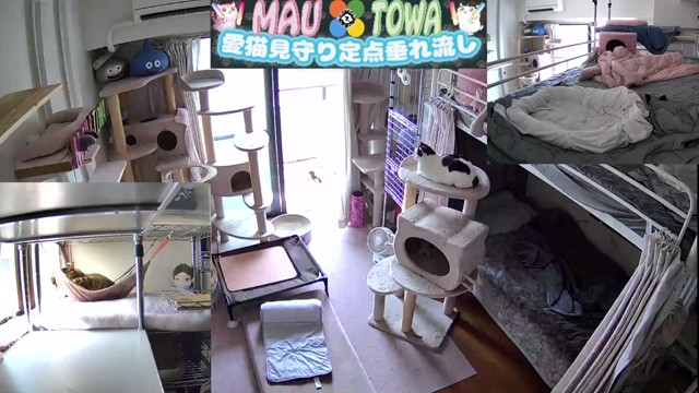 しんく🇷🇺(&マウ🐈&トワ🐈‍⬛)の配信のサムネイル画像