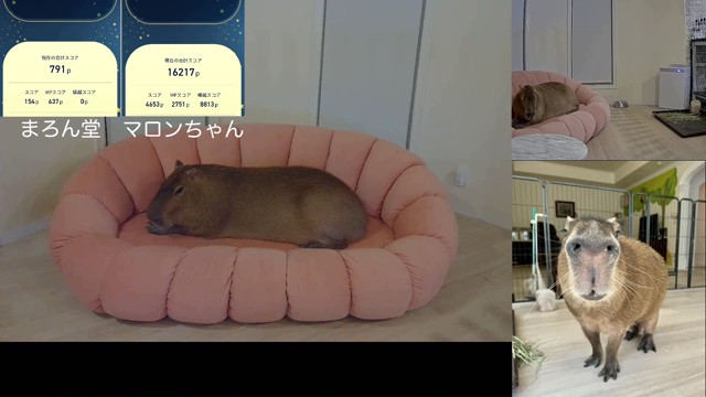 カピバラ マロンぱぱ【公式】🌰の配信のサムネイル画像