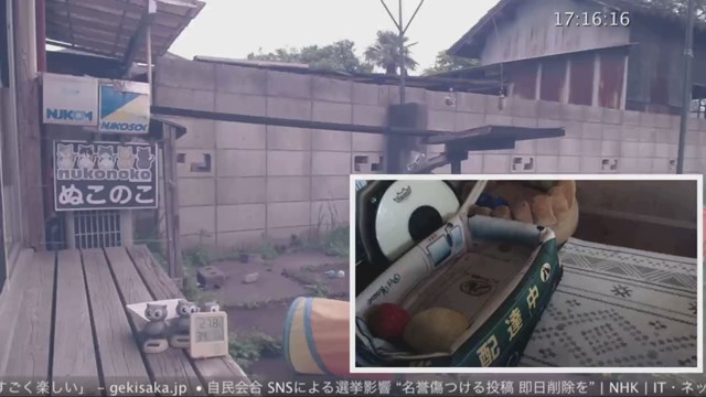 ぬこのこの配信のサムネイル画像