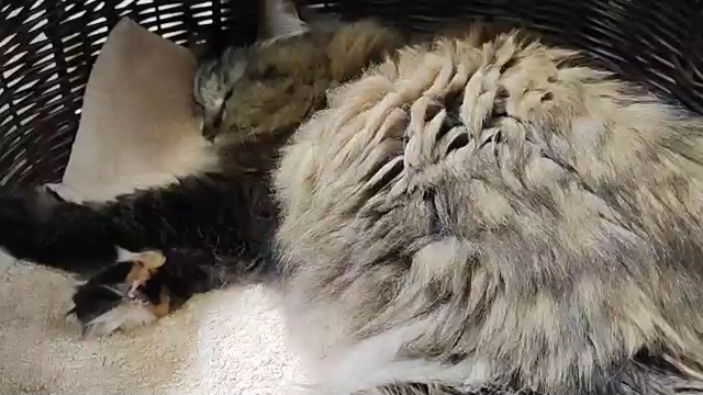 ニャニャ吉。の配信のサムネイル画像
