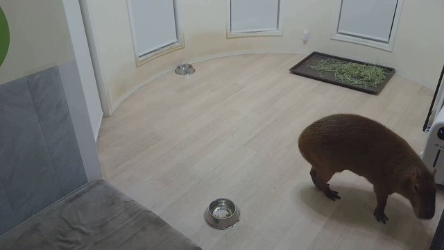 愛知カピバラ飼育養成所 マロンぱぱの配信のサムネイル画像