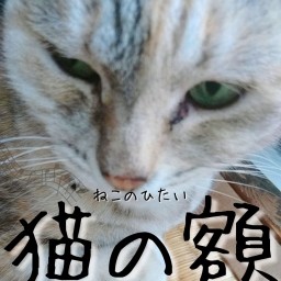 猫の額 ~1畳ミュージカル~ vol.4