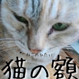 「猫の額 ～１畳ミュージカル～　vol.2」