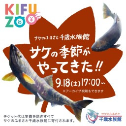 KIFUZOO 千歳水族館「サケの季節がやってきた！！」