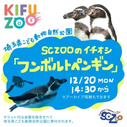 KIFUZOO埼玉県こども動物自然公園「フンボルトペンギン」