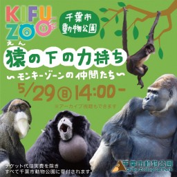 KIFUZOO千葉市動物公園「猿（えん）の下のチカラ持ち」