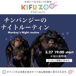 KIFU ZOO 旭山動物園「チンパンジーのナイトルーティン」