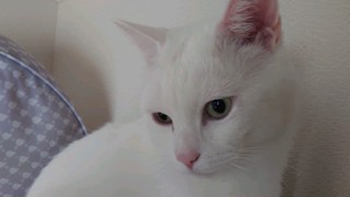 2025/06/18 11:33:17