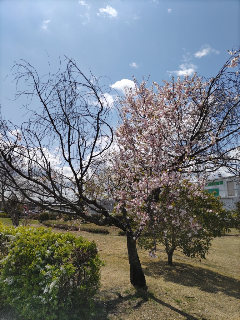 本日も頭がものすごく痛いので
