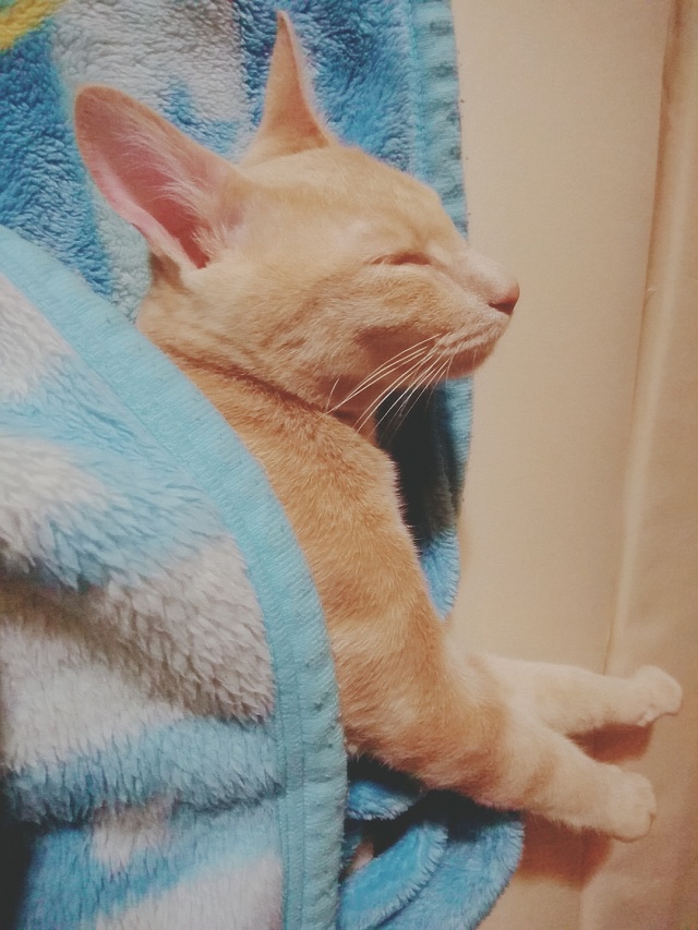 今日は配信お休み(´-ω-`)