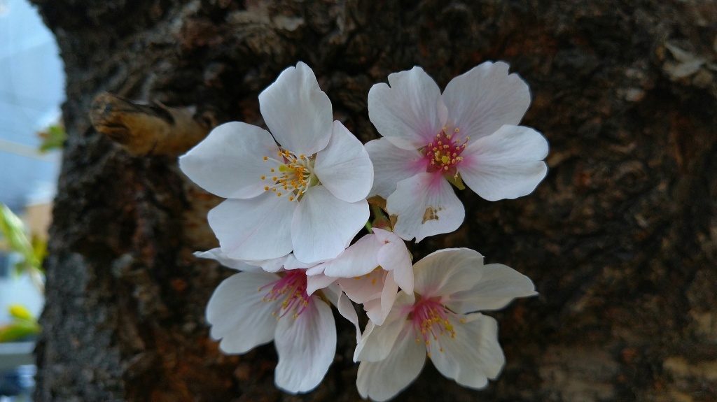 🌸桜の季節
