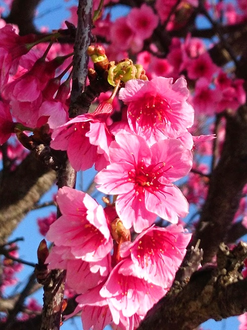 沖縄県内では各地で桜まつりが開催されております🌸