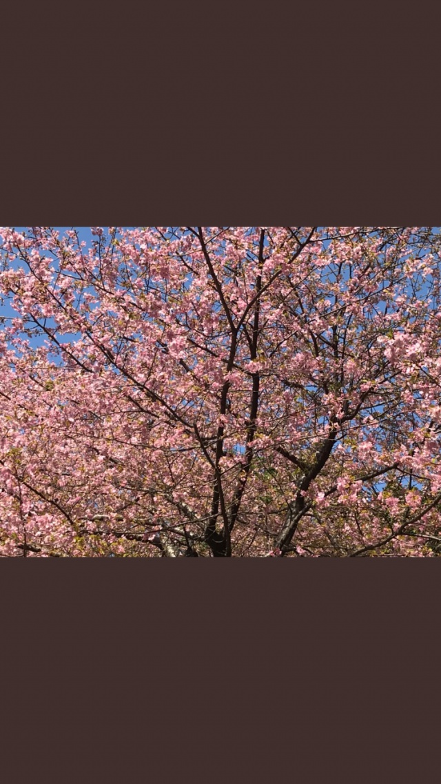 桜舞う季節になりました🌸🌸🌸