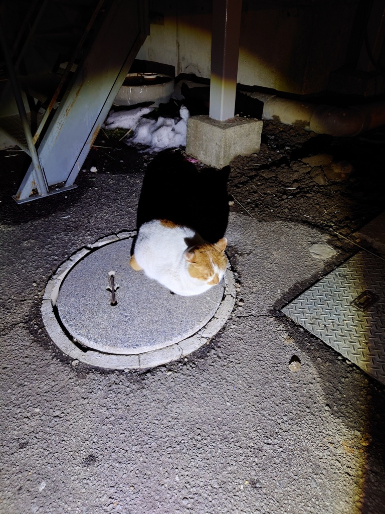 休みの日は　恒例の埠頭の猫ちゃん　みたらしちゃんフ
