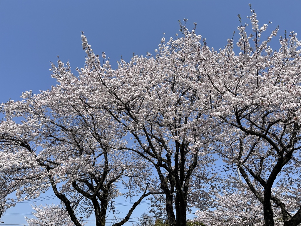 今年の東京桜も見納め