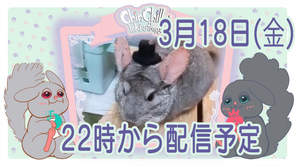 3月18日22時からチンチラの部屋んぽを配信します。
