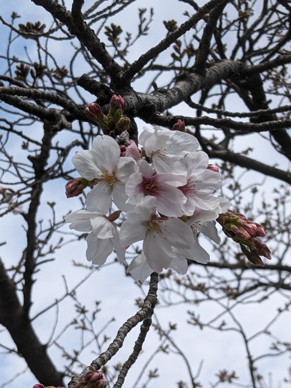 桜🌸は（ソメイヨシノ）はまだ先かいなw