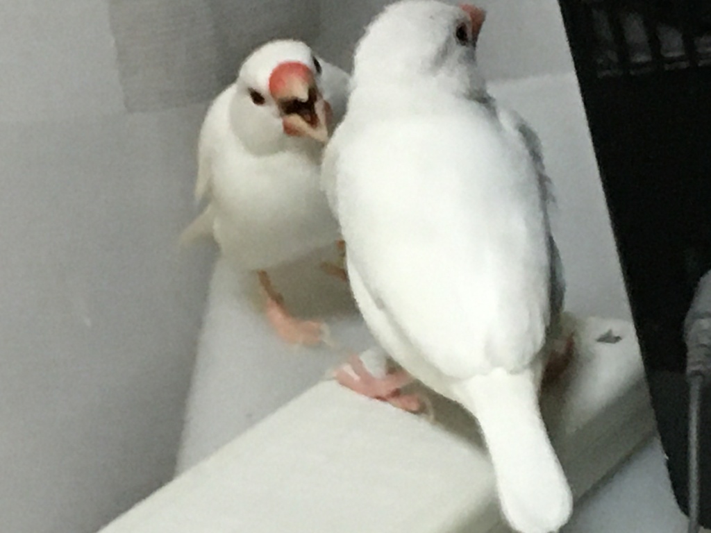 これうちの家の鳥なんだけどさぁ