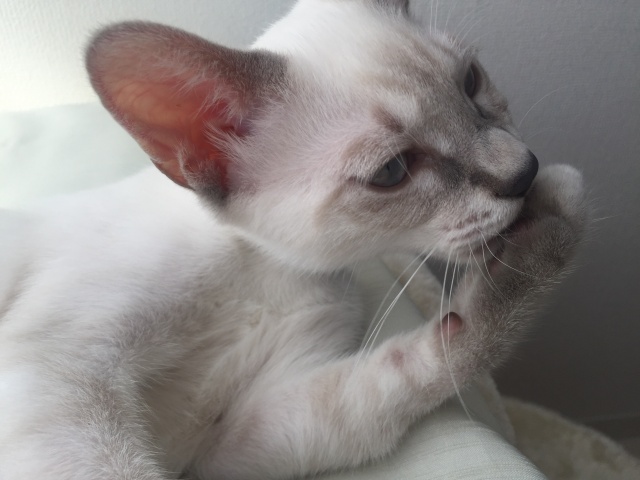 わいのネッコをご紹介