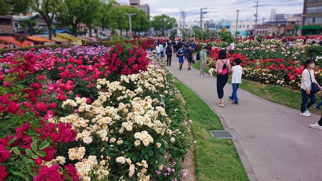 明日は広島県福山市のバラの祭典、薔薇が市内に咲き誇
