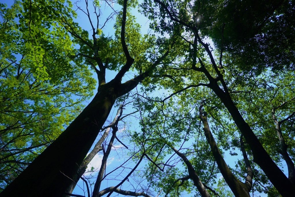 -本日21:30〜は水曜日のソルフェジオ-
