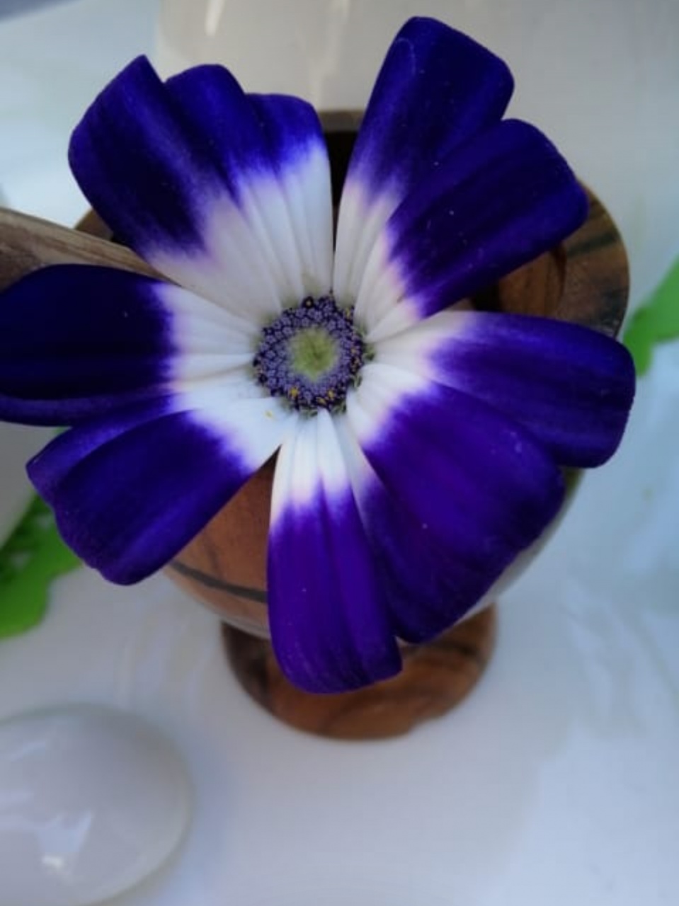 My lovely flower😊 私の素敵な花