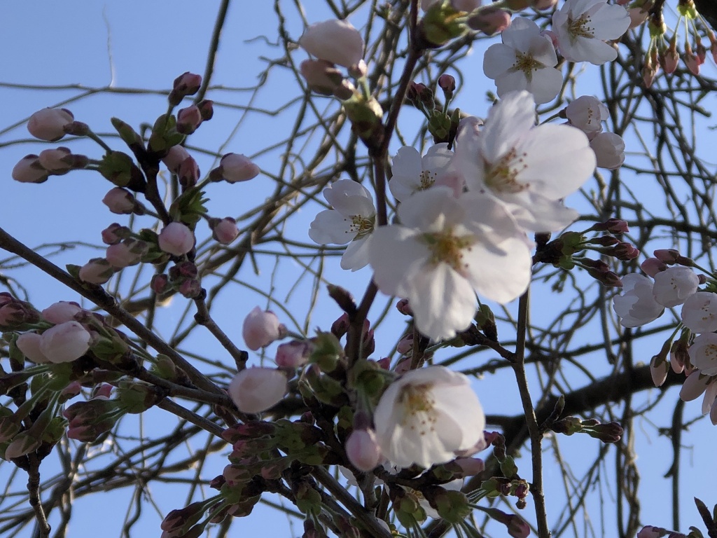 きれいな桜 🌸
