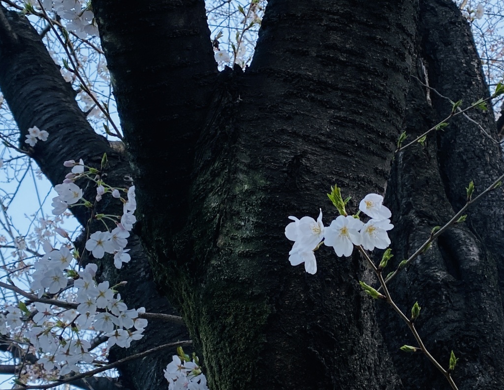 おはようございます！今朝の桜🌸だよ
