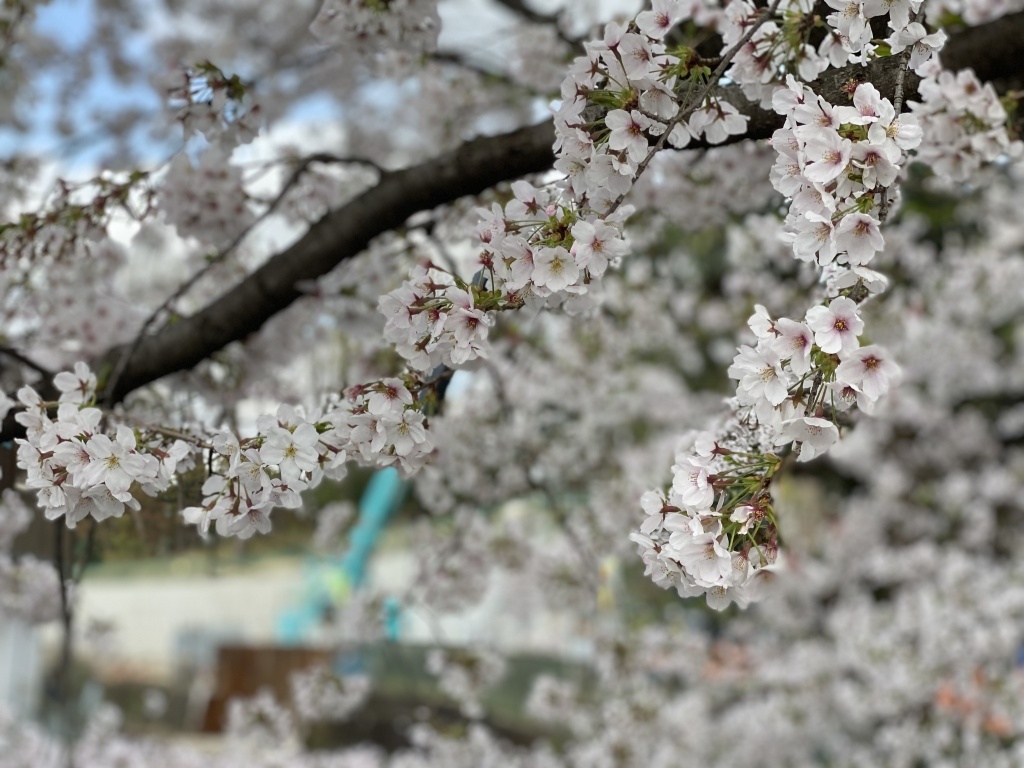 中目黒の桜を見に行く。
