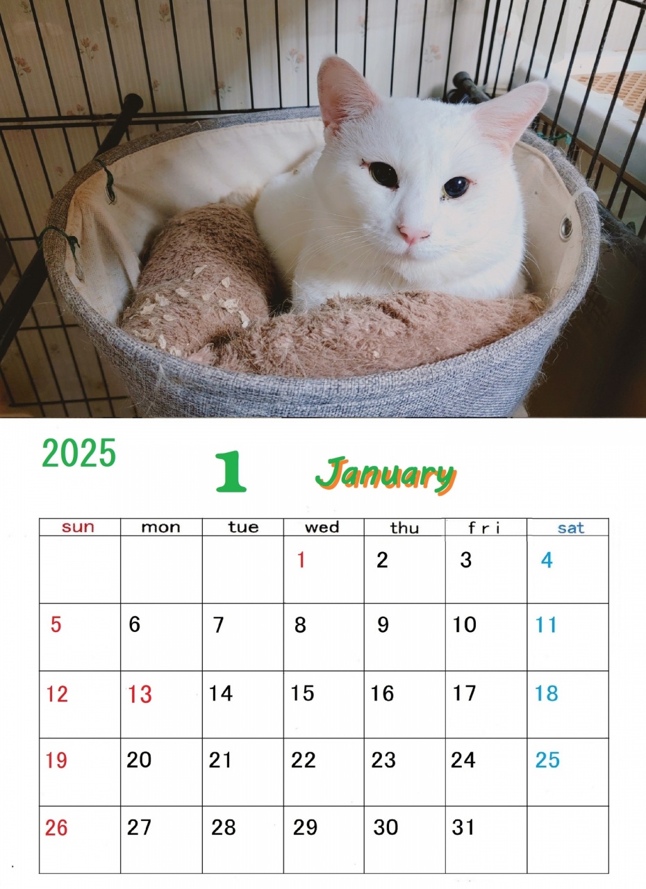 ねこーずカレンダー 2025年1月号ができました。
