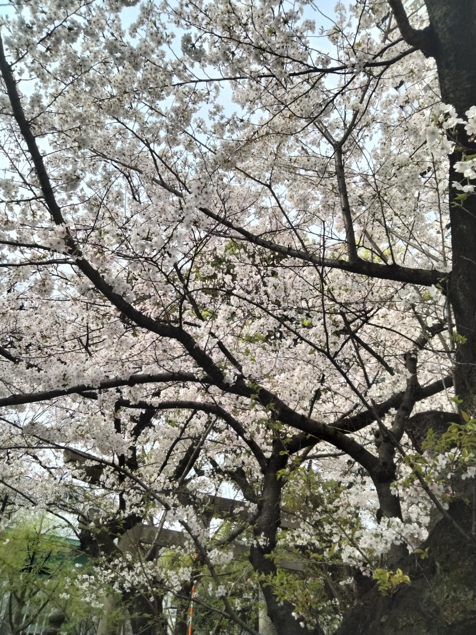 今日は中野の桜を
