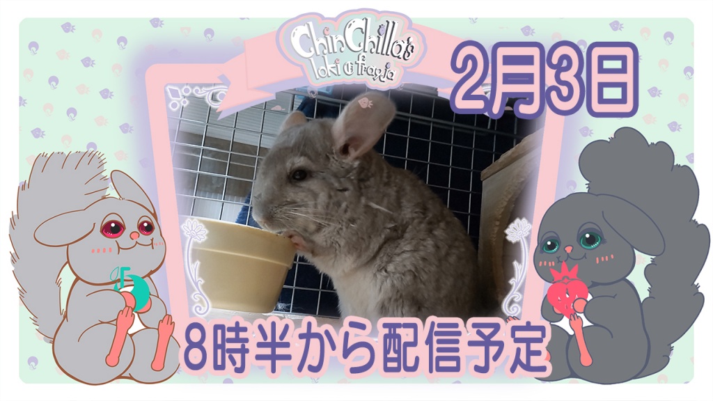 2月3日8時半からチンチラの部屋んぽを配信します。
