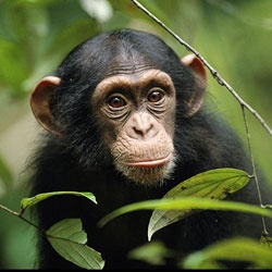 天才チンパンジーは人生初めてのインフルエンザにかか