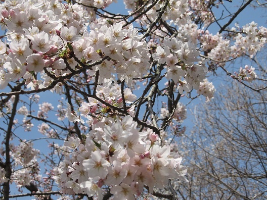 ４月１日(土曜日)か２日(日曜日)の件ですが