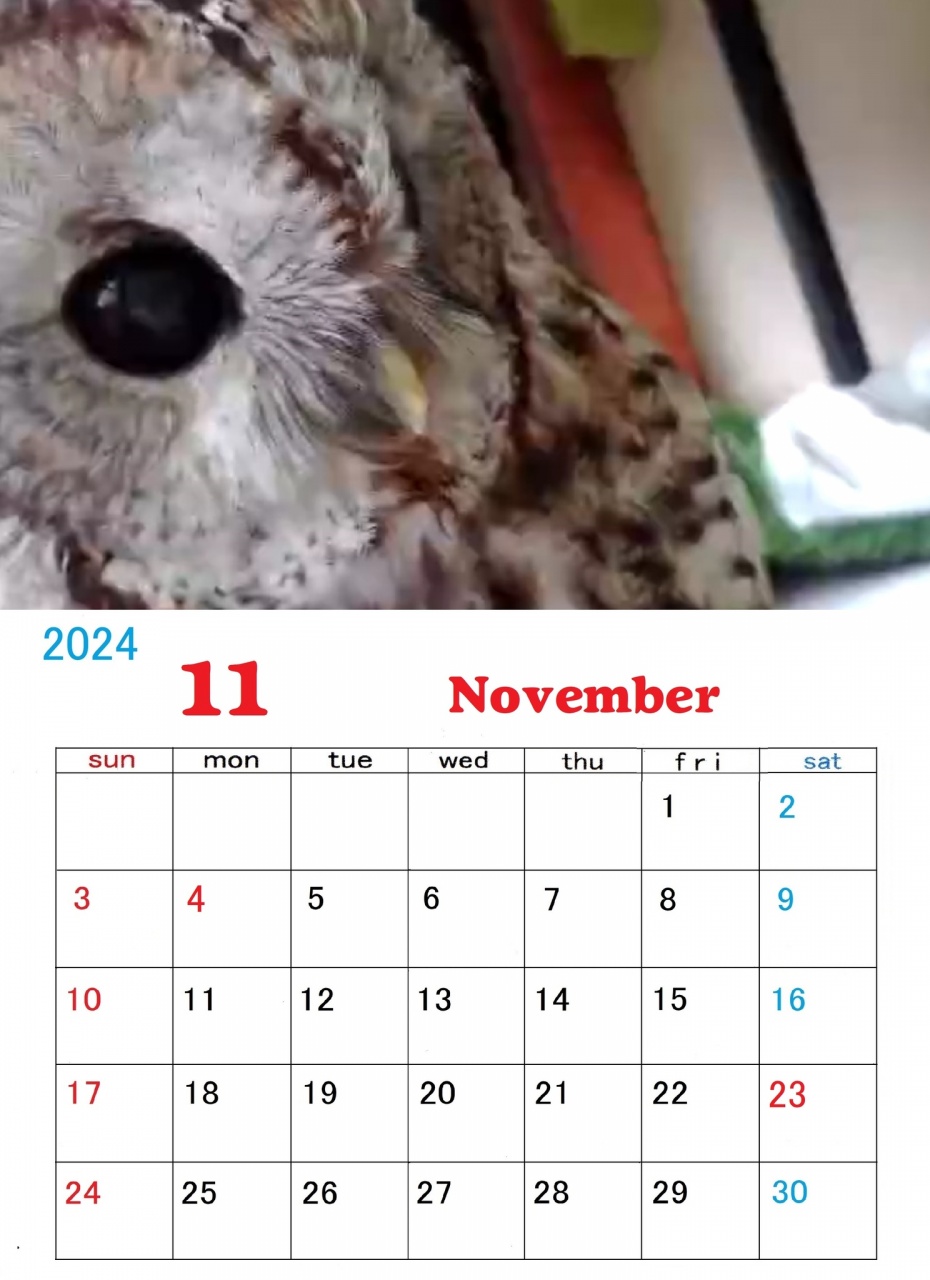 フクロウカレンダー11月号できました。
