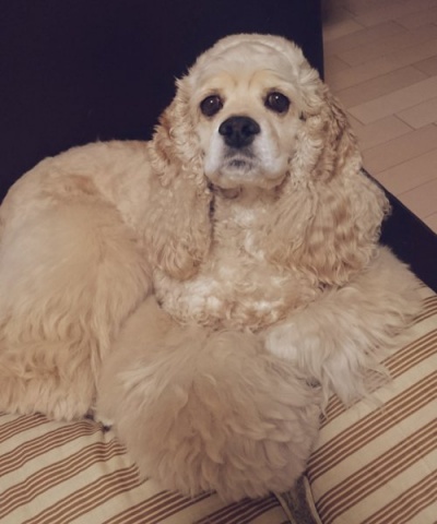 Ｔｗｉｔｔｅｒにも書きましたが、愛犬がなくなりまし