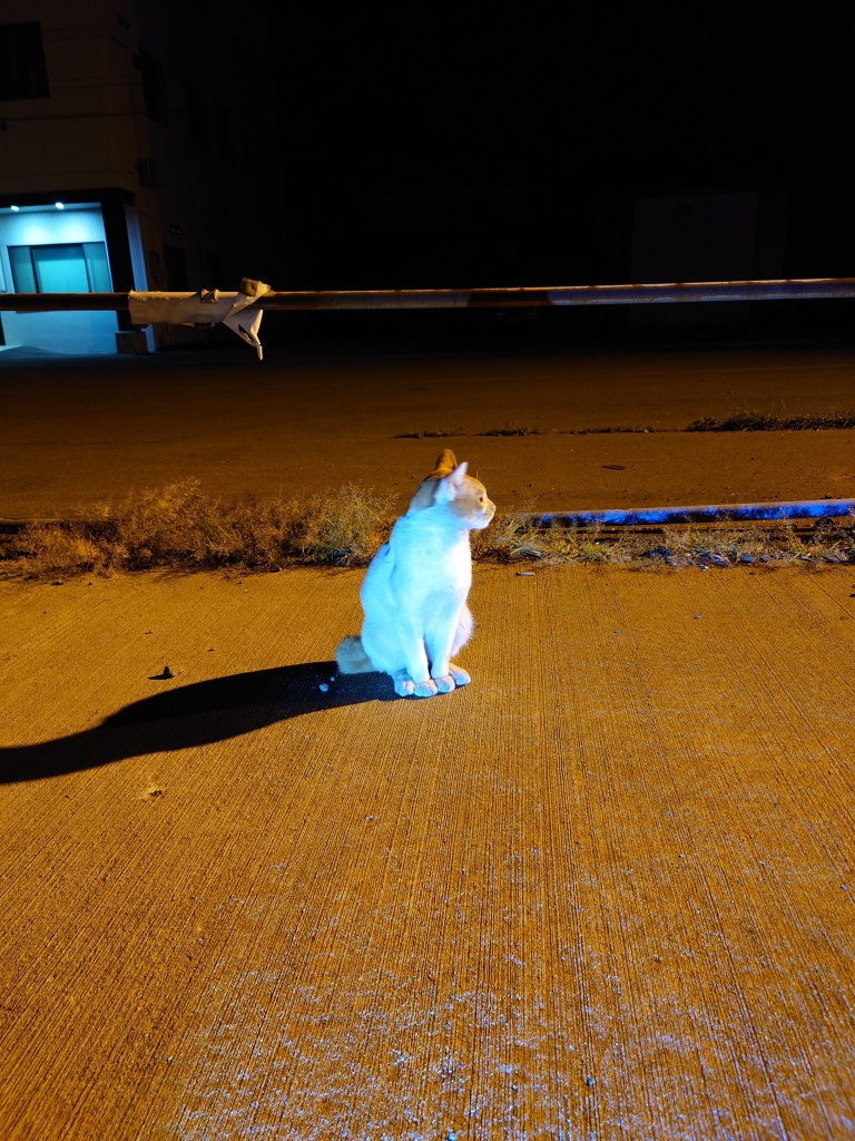 休みの日は　恒例の埠頭の猫ちゃん　みたらしちゃんフ