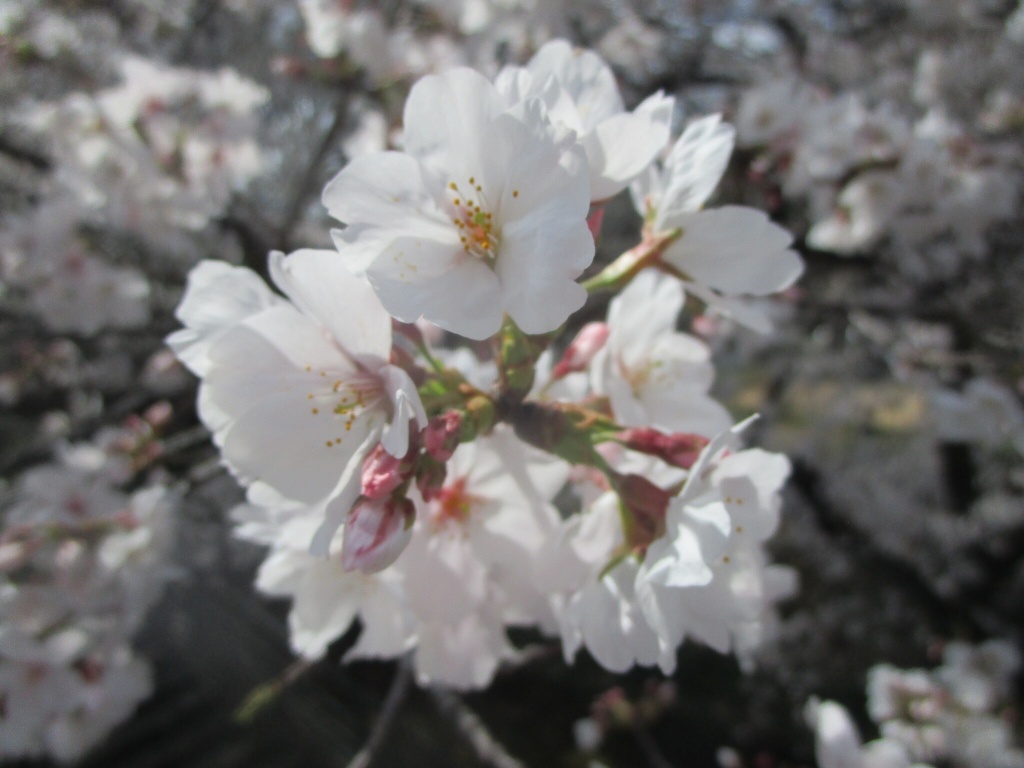 桜さん　少し寒そう
