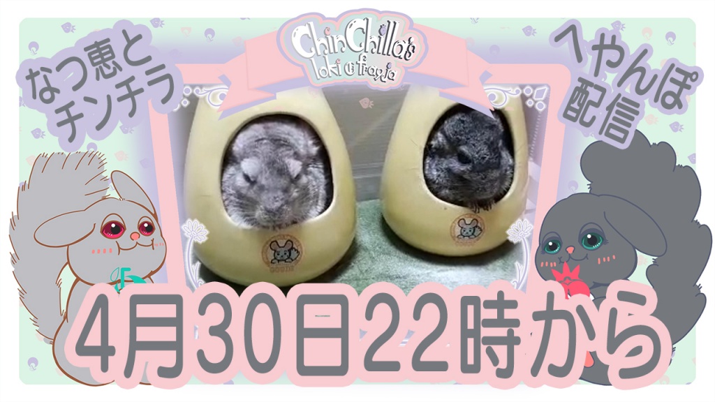 4月30日22時からチンチラの部屋んぽを配信します。
