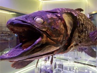 2月19日🐟10時頃から沼津深海魚水族館配信するよ。