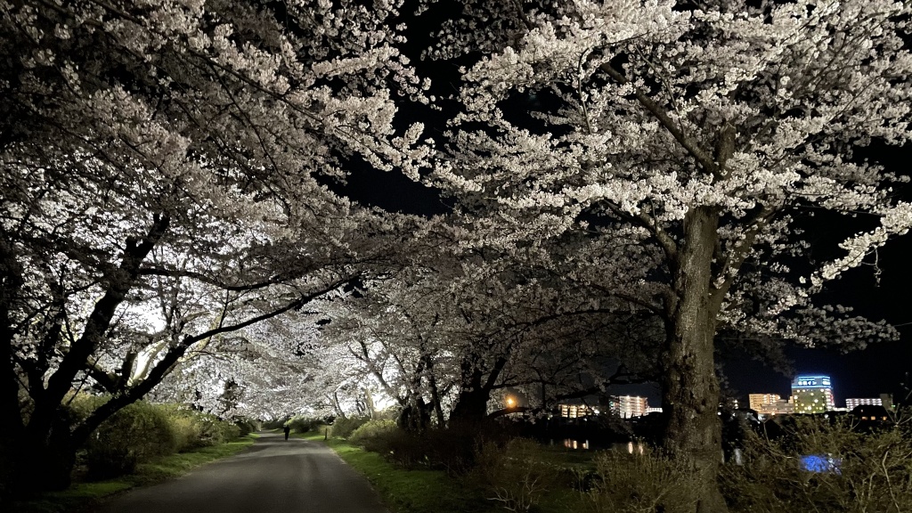 夜桜🌸散歩  17日、19時ちょいから
