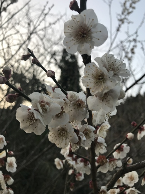 一心行の大桜を観に来た！花より肉の主から春をお届け