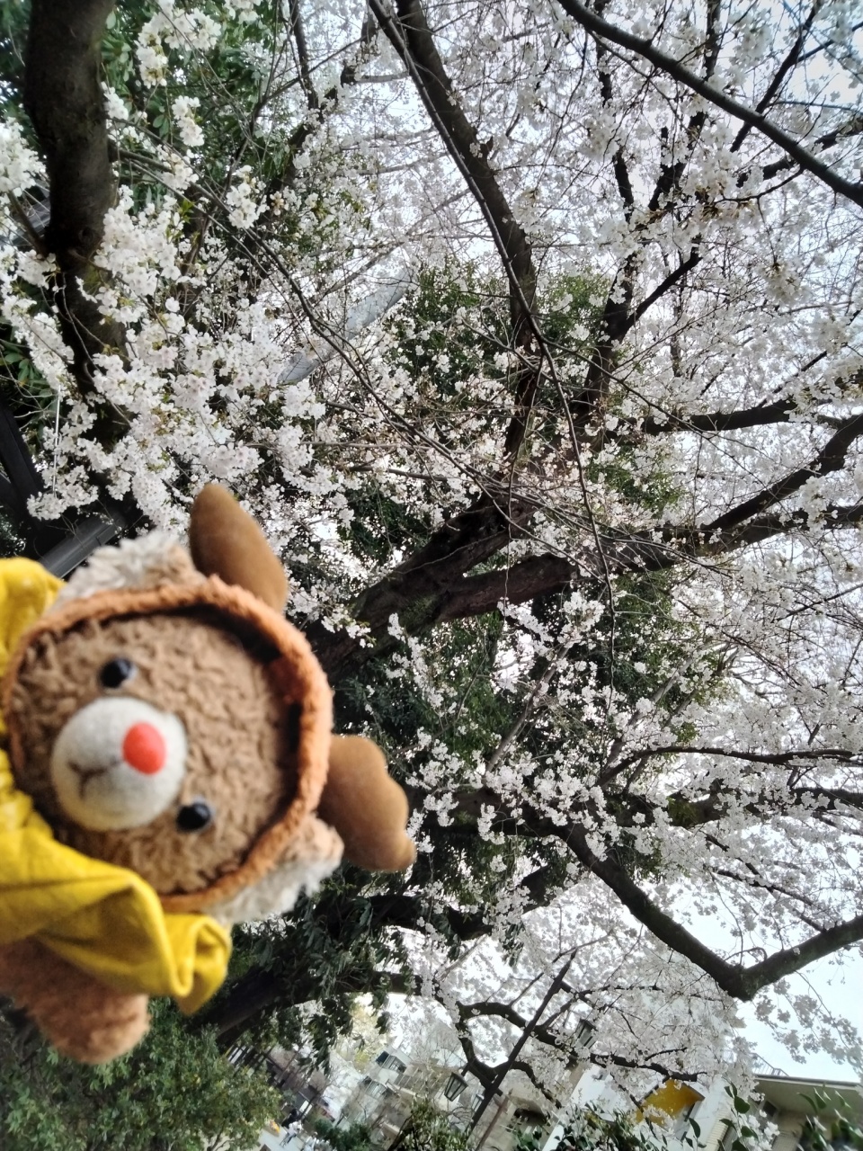 東高円寺の桜咲いてる。
