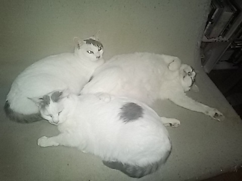 うちの猫達です😌💓左からゆい、さい、あっしゅです(^^)