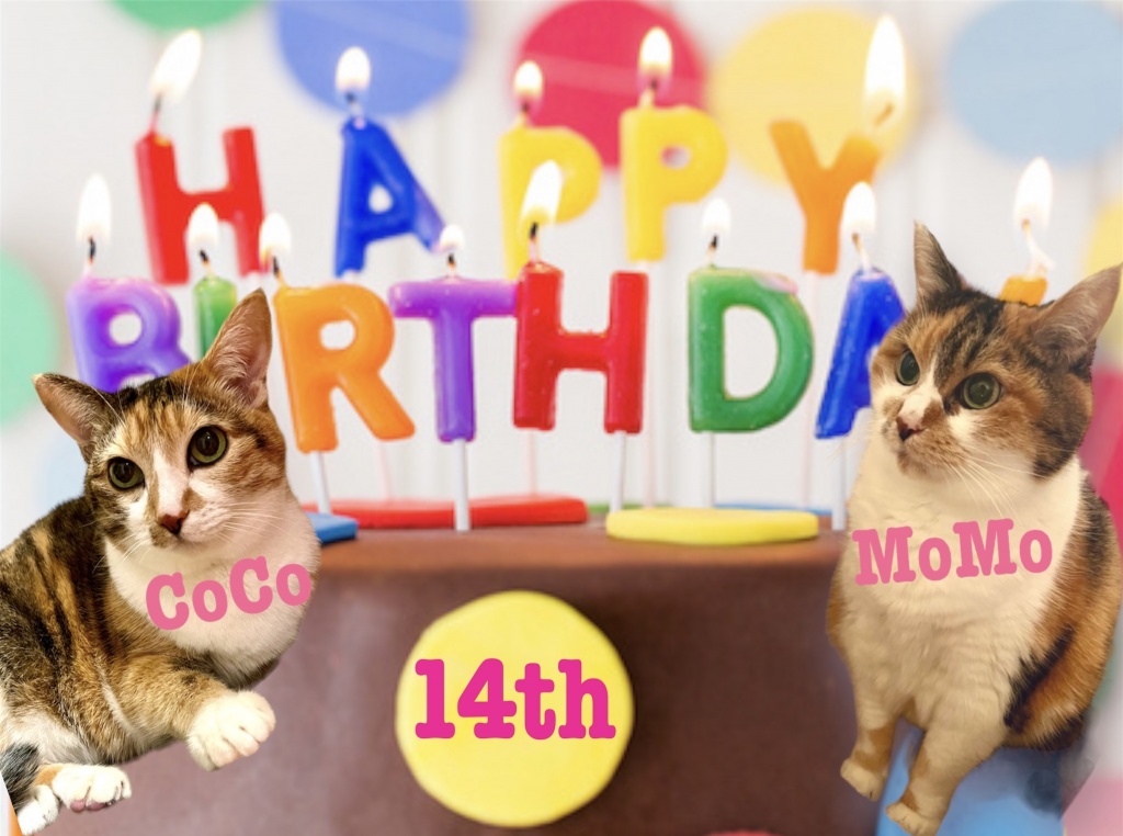 今日４月1日は、モモ＆ココ姉妹の14回目の誕生日です